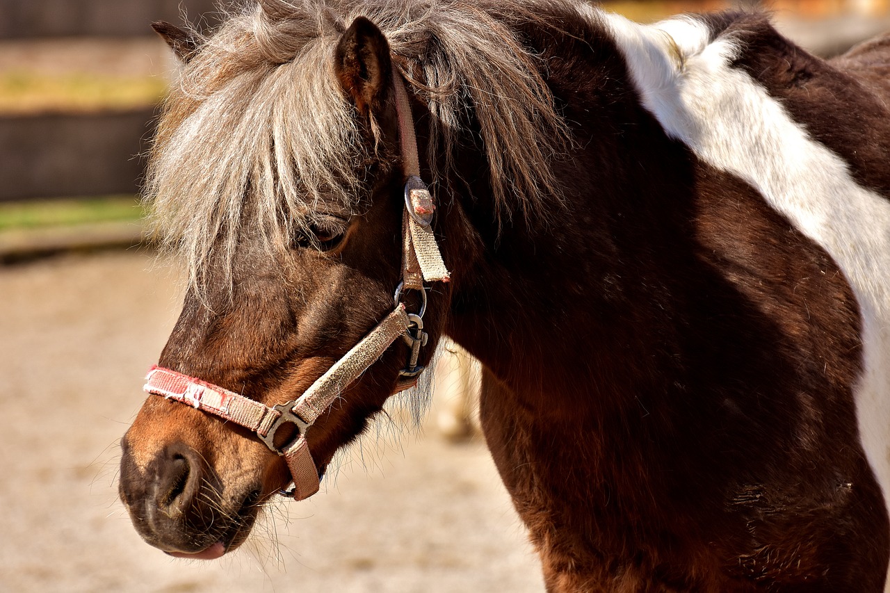 Arklys, Gyvūnas, Ponis, Jūrų Pėstininkai, Gamta, Mielas, Geras Aiderbichl, Nemokamos Nuotraukos,  Nemokama Licenzija