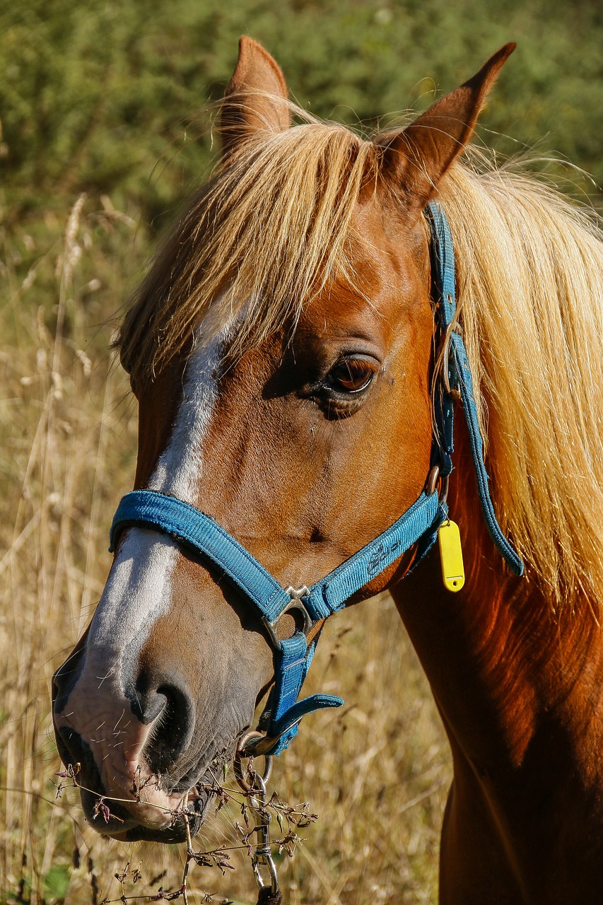 Arklys, Ispanų, Arabiškas, Crin, Stabilus, Jodinėjimas Arkliu, Kalnas, Steed, Gyvūnas, Asilas