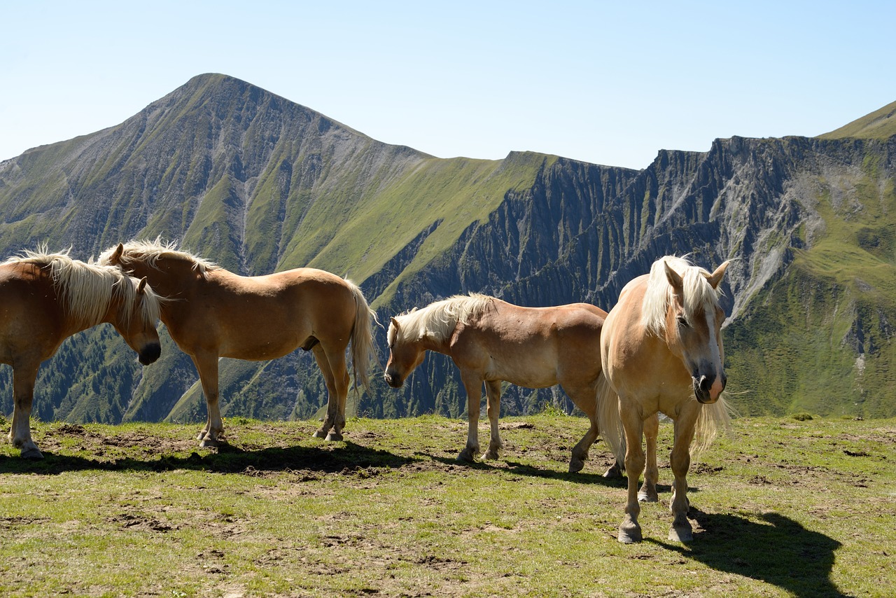 Arklys, Haflinger, Kalnas, Alpės, Vasara, Nemokamos Nuotraukos,  Nemokama Licenzija