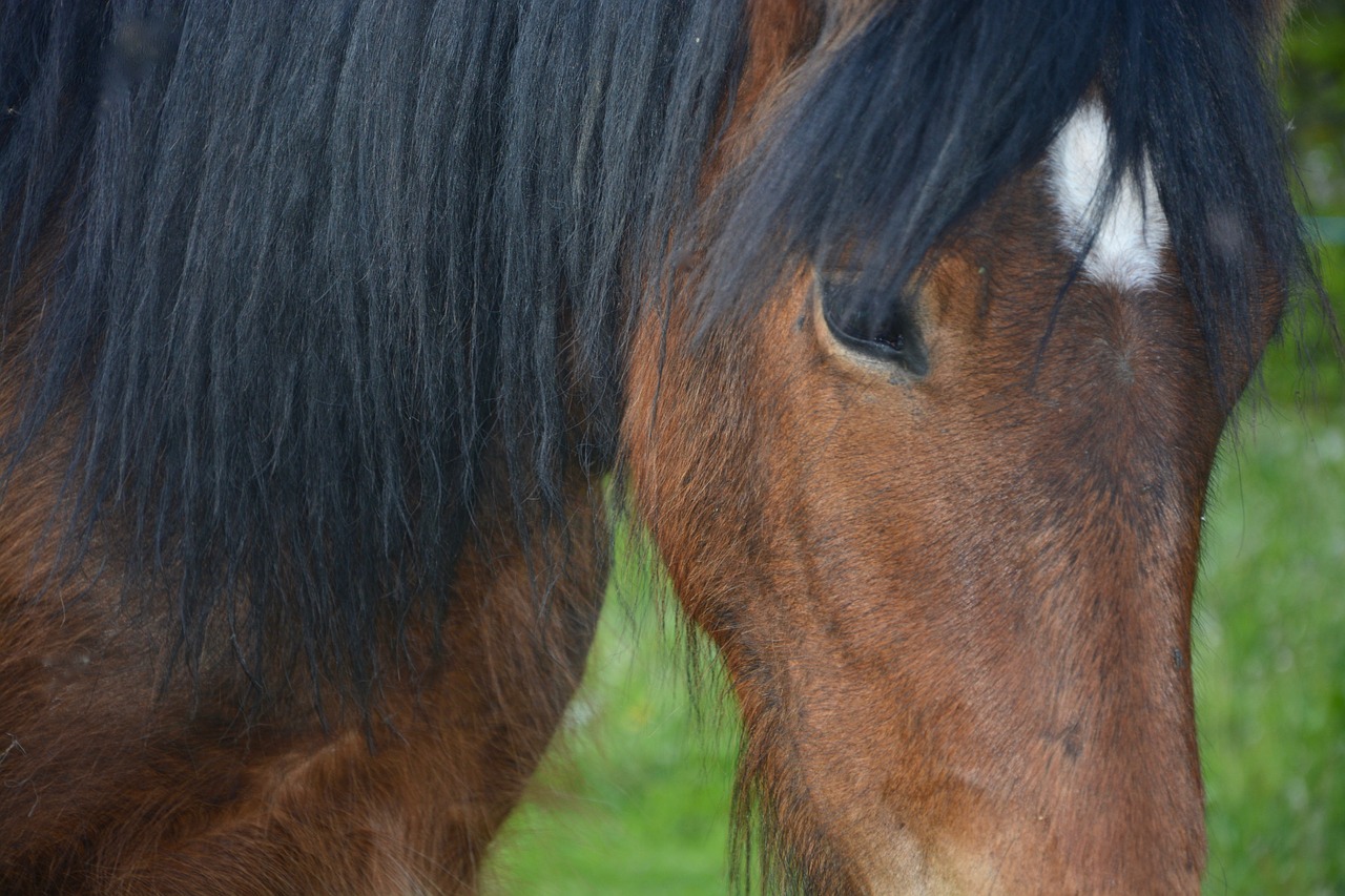 Arklys, Galva, Portretas, Žiurkė, Gyvūnas, Profilis, Ruda, Arkliai, Nemokamos Nuotraukos,  Nemokama Licenzija