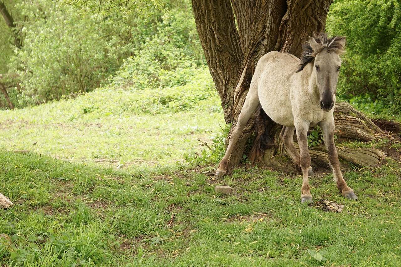 Arklys, Gyvūnas, Konikspaard, Arkliai, Horsehead, Gyvūnai, Šlifavimas, Gamta, Kraštovaizdis, Gamtos Rezervatas