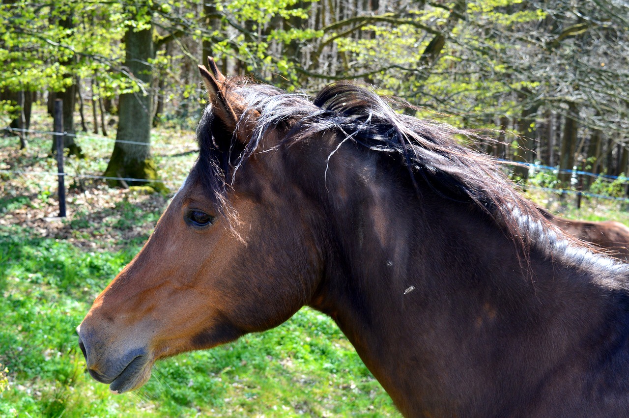 Arklys, Equus Caballus, Kankinti, Žiurkė, Grakštus, Gamta, Padaras, Gyvūnų Pasaulis, Arklio Galva, Grožis