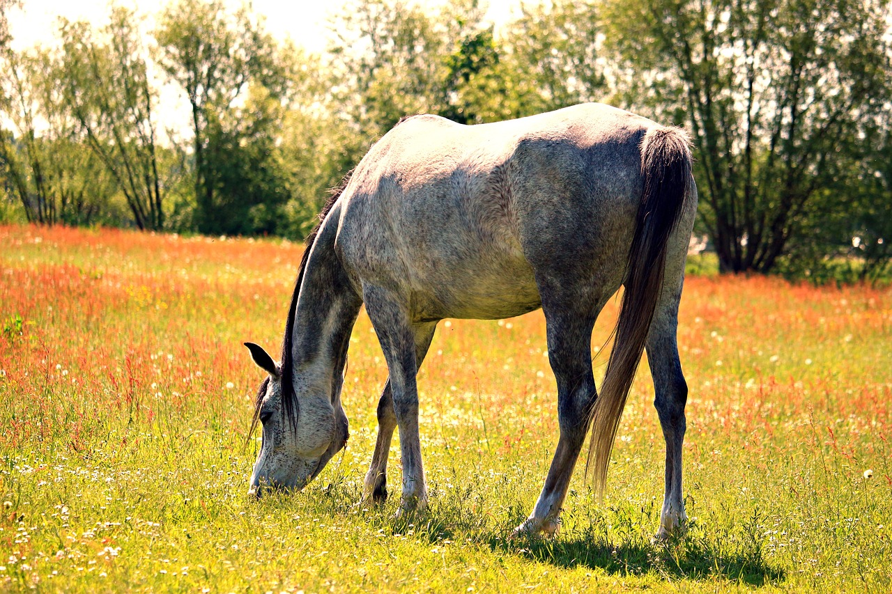 Arklys, Pelėsiai, Ganykla, Pievos Arabai, Grynas Arabiškas, Gyvūnas, Jungtis, Ganymas, Nemokamos Nuotraukos,  Nemokama Licenzija