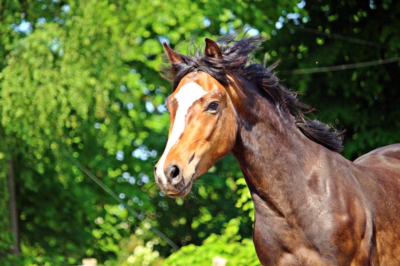 Arklys, Ponis, Ruda, Arklio Galva, Nemokamos Nuotraukos,  Nemokama Licenzija