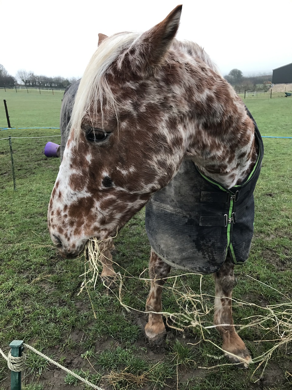 Arklys, Appaloosa, Šienas, Gyvūnas, Natūralus, Laukas, Arkliai, Pastebėtas, Nemokamos Nuotraukos,  Nemokama Licenzija