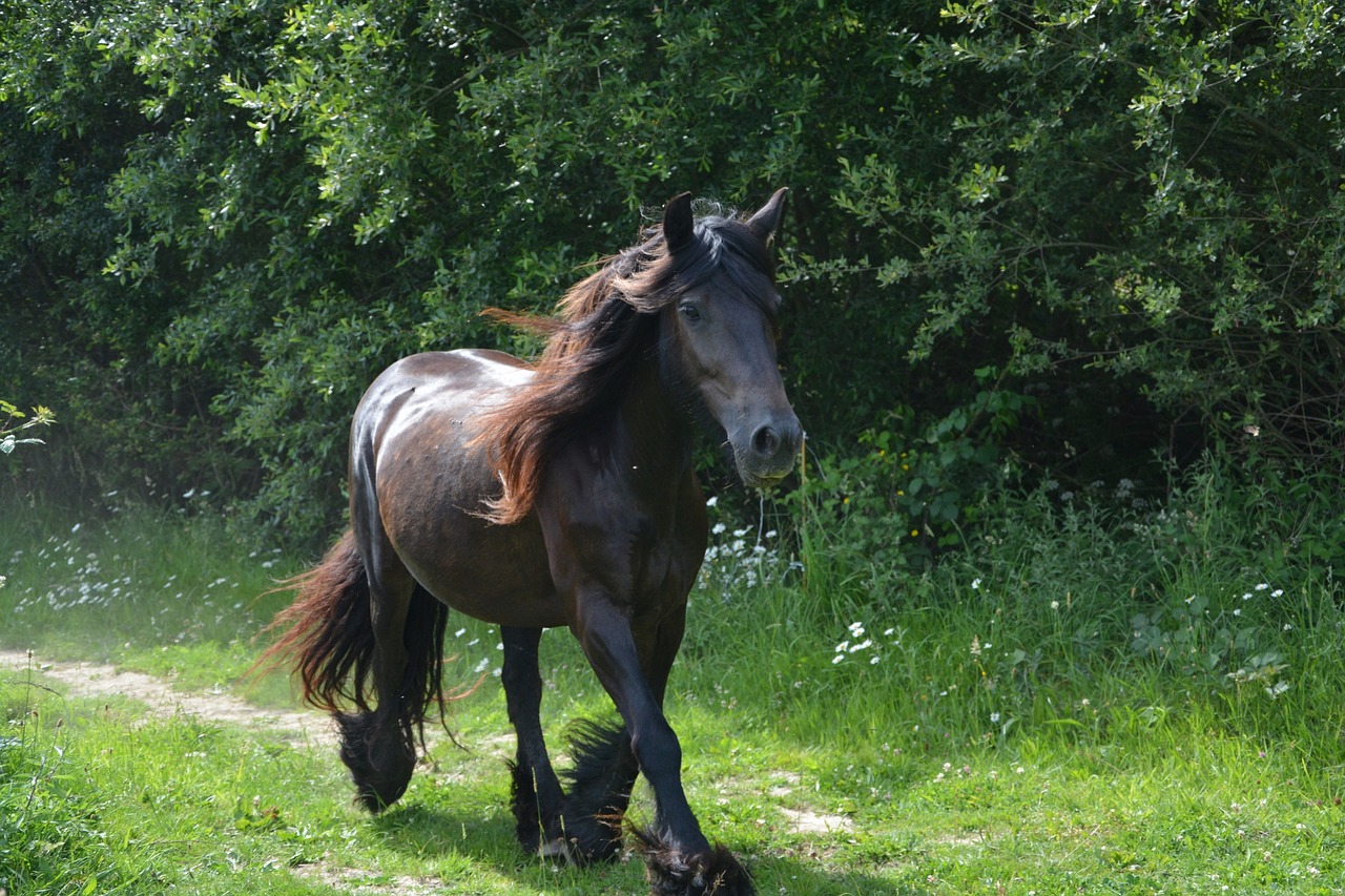 Arklys, Mare, Paleisti, Gyvūnai, Gyvūnas, Jodinėjimas Arkliu, Broodmare, Trotteris, Arkliai, Nemokamos Nuotraukos