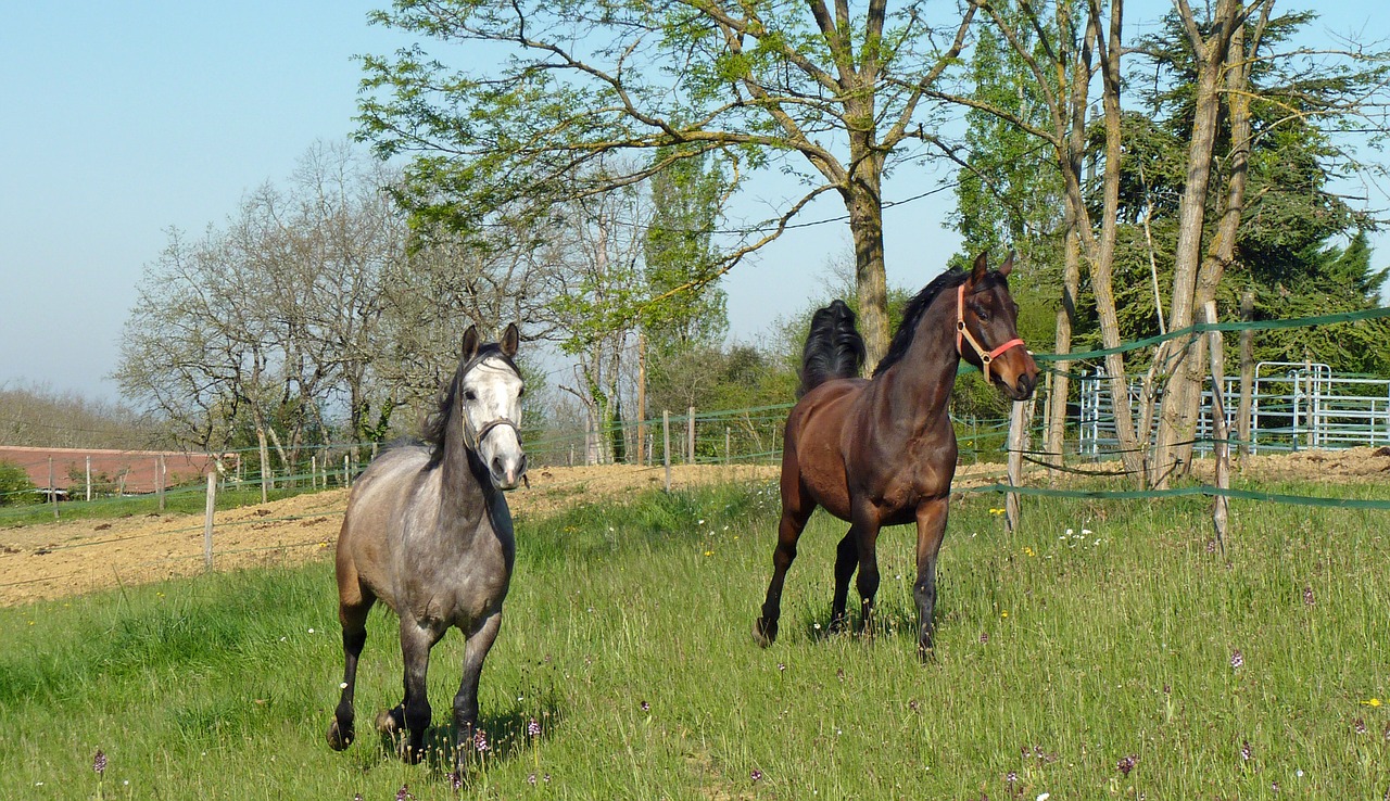 Arklys, Grynas Arabų Kraujas, Arabiškas, Gamta, Arkliai, Veisimas, Prairie, Pre, Veisliniai Arkliai, Nemokamos Nuotraukos