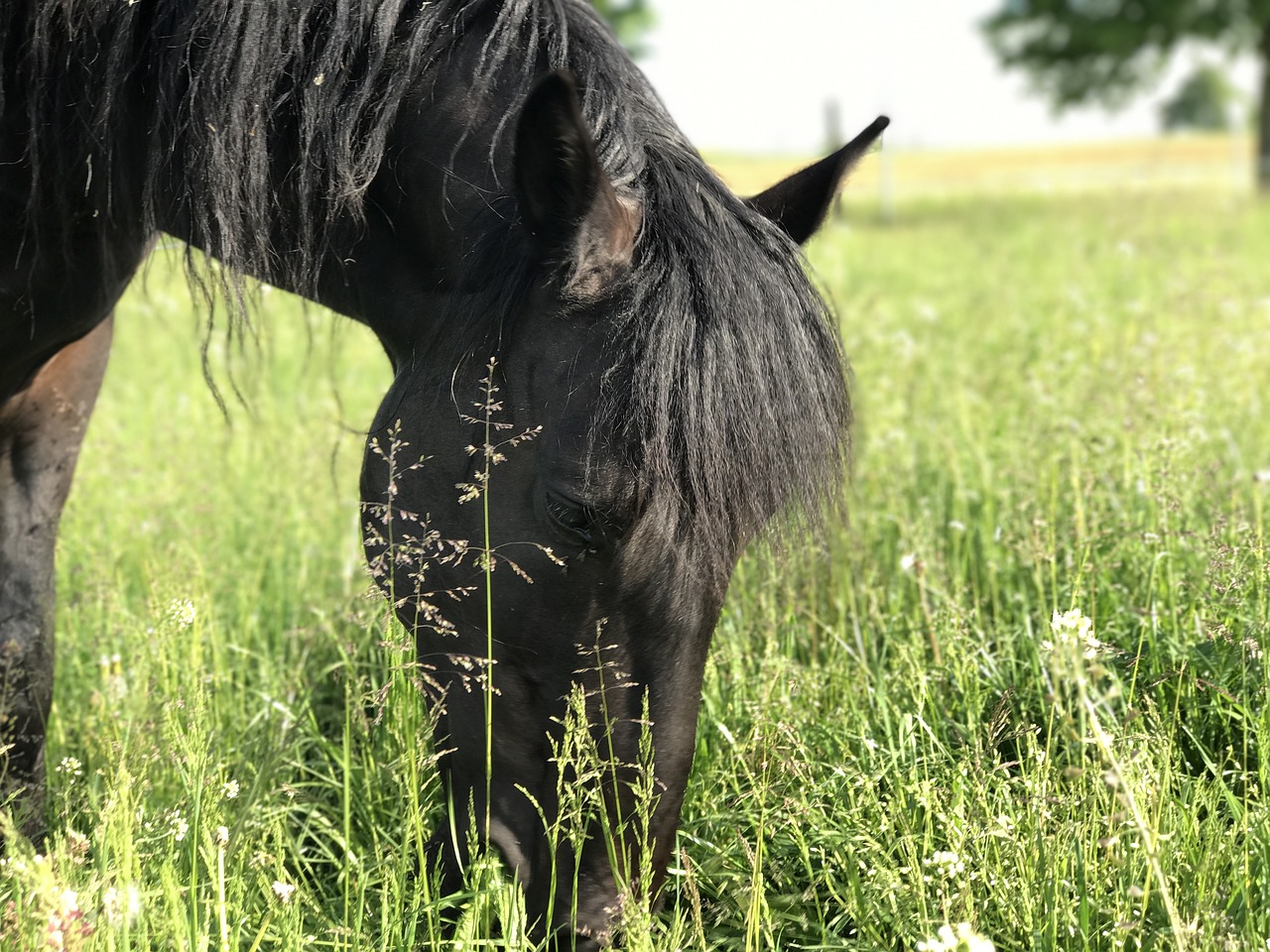 Arklys, Andalūzai, Pelėsiai, Nemokamos Nuotraukos,  Nemokama Licenzija