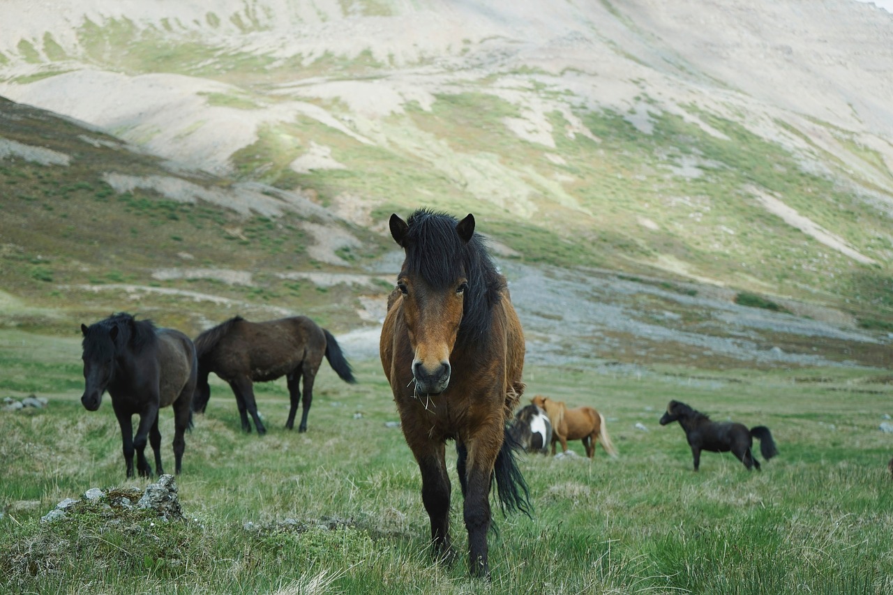 Arklys, Gyvūnas, Žalias, Laukas, Ūkis, Bandas, Lauke, Kalnas, Kraštovaizdis, Nemokamos Nuotraukos