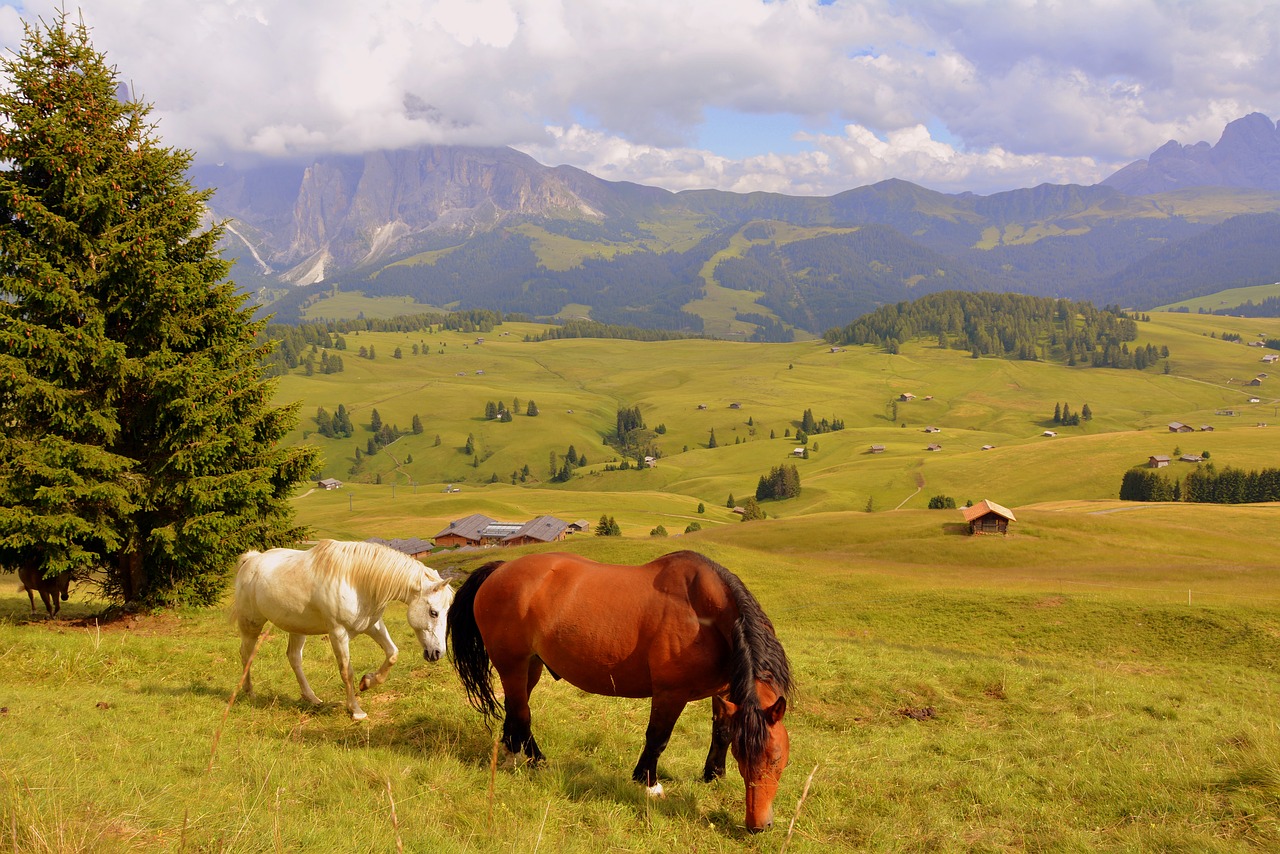 Arklys, Medis, Prato, Dolomitai, Kalnas, Nemokamos Nuotraukos,  Nemokama Licenzija
