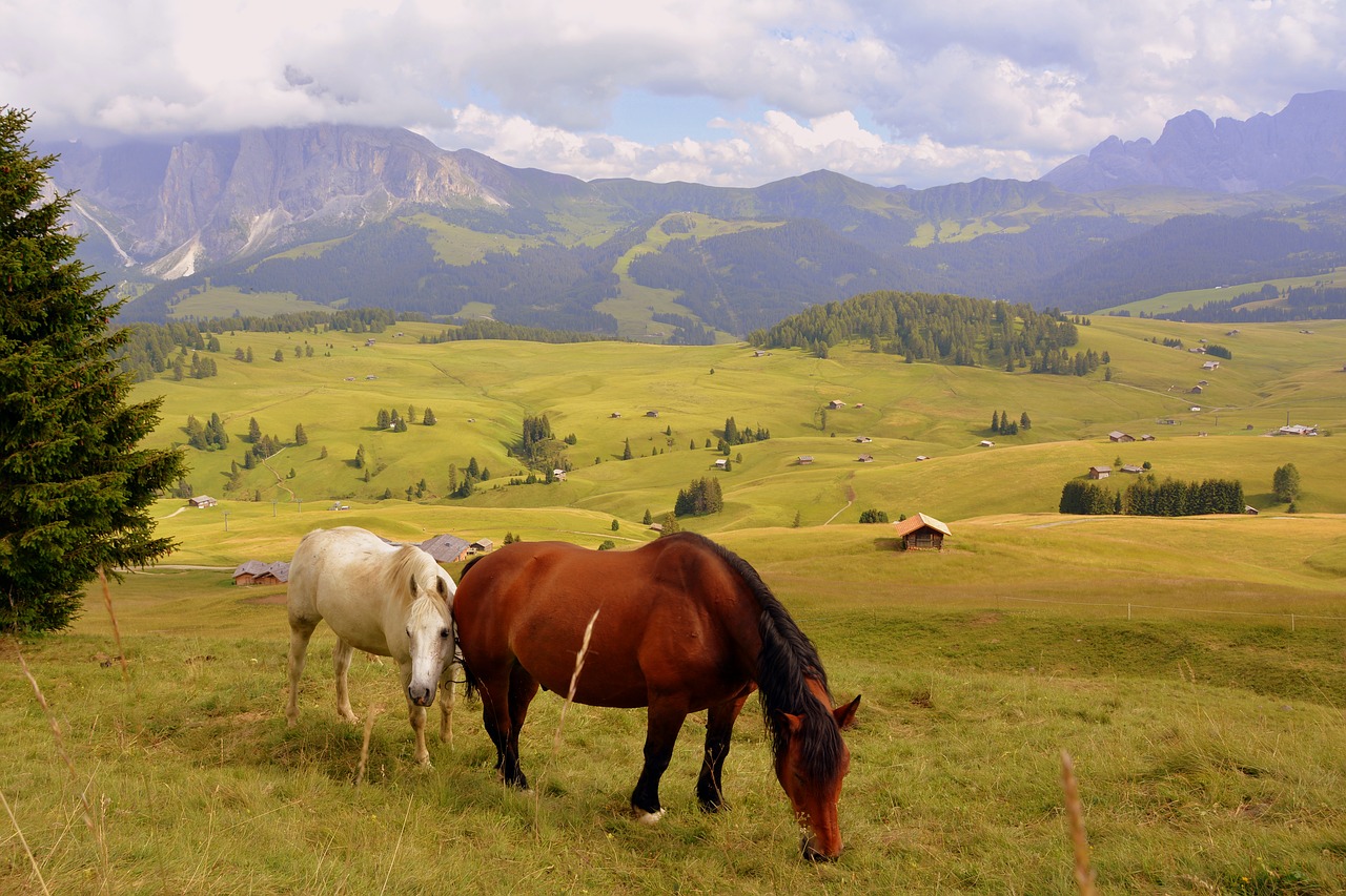 Arklys, Prato, Dolomitai, Kalnas, Nemokamos Nuotraukos,  Nemokama Licenzija