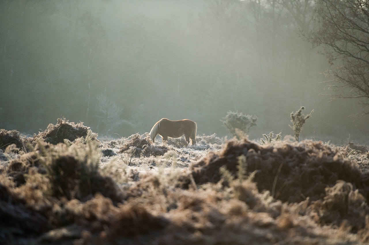 Arklys, Gyvūnas, Stiebas, Žolė, Bokeh, Medžiai, Saulės Šviesa, Saulės Šviesa, Gamta, Augalai