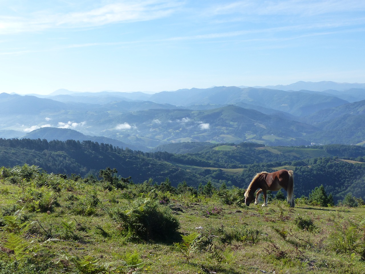 Arklys, Kalnas, Arkliai, Žygiai, Pyrénées, Gyvūnas, Baskų Kraštas, Panorama, Nemokamos Nuotraukos,  Nemokama Licenzija