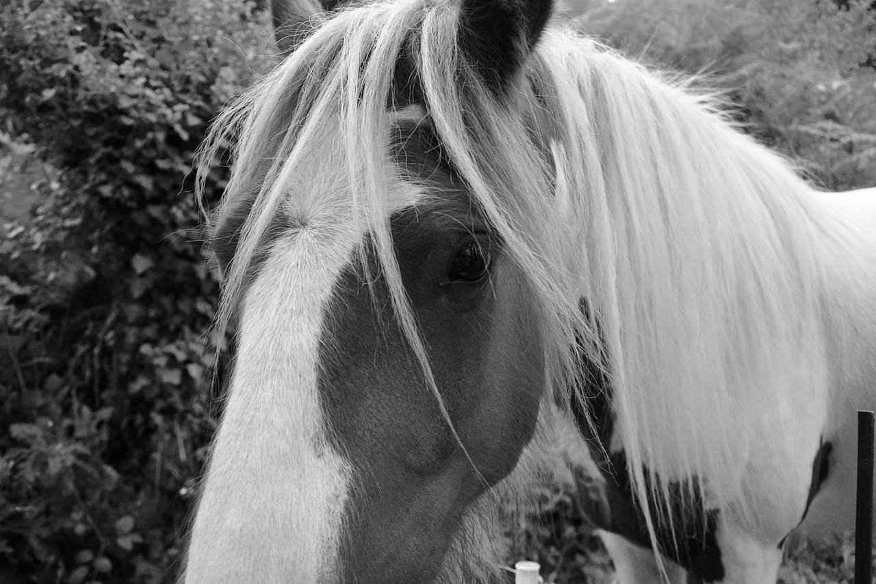 Лошадка черно белая. Чёрно-белая лошадь. Лошадка чёрно белая. Конь чб. Картинки лошадей.
