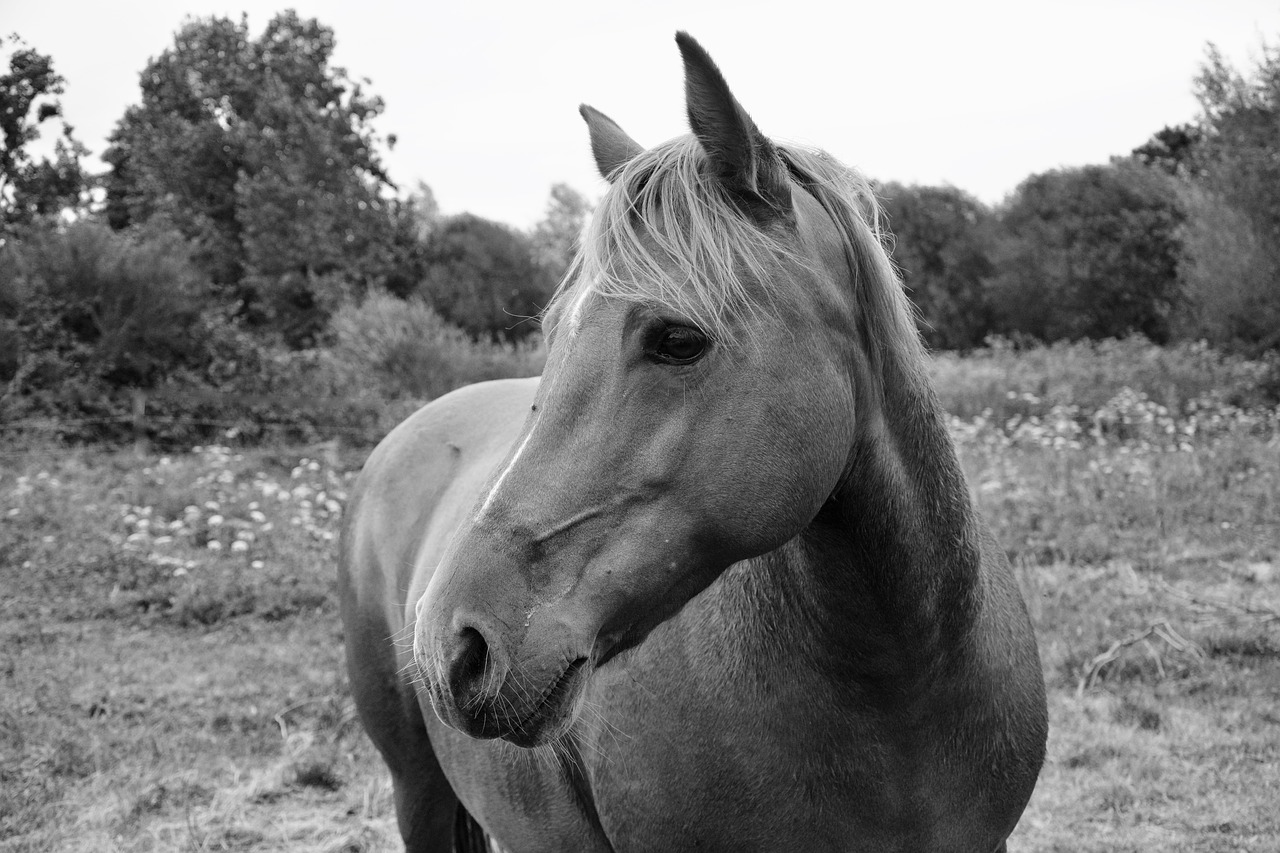 Arklys, Mare, Nuotrauka Juoda Balta, Arkliai, Naminis Gyvūnas, Žolėdis, Pre, Prairie, Broodmare, Žiurkė