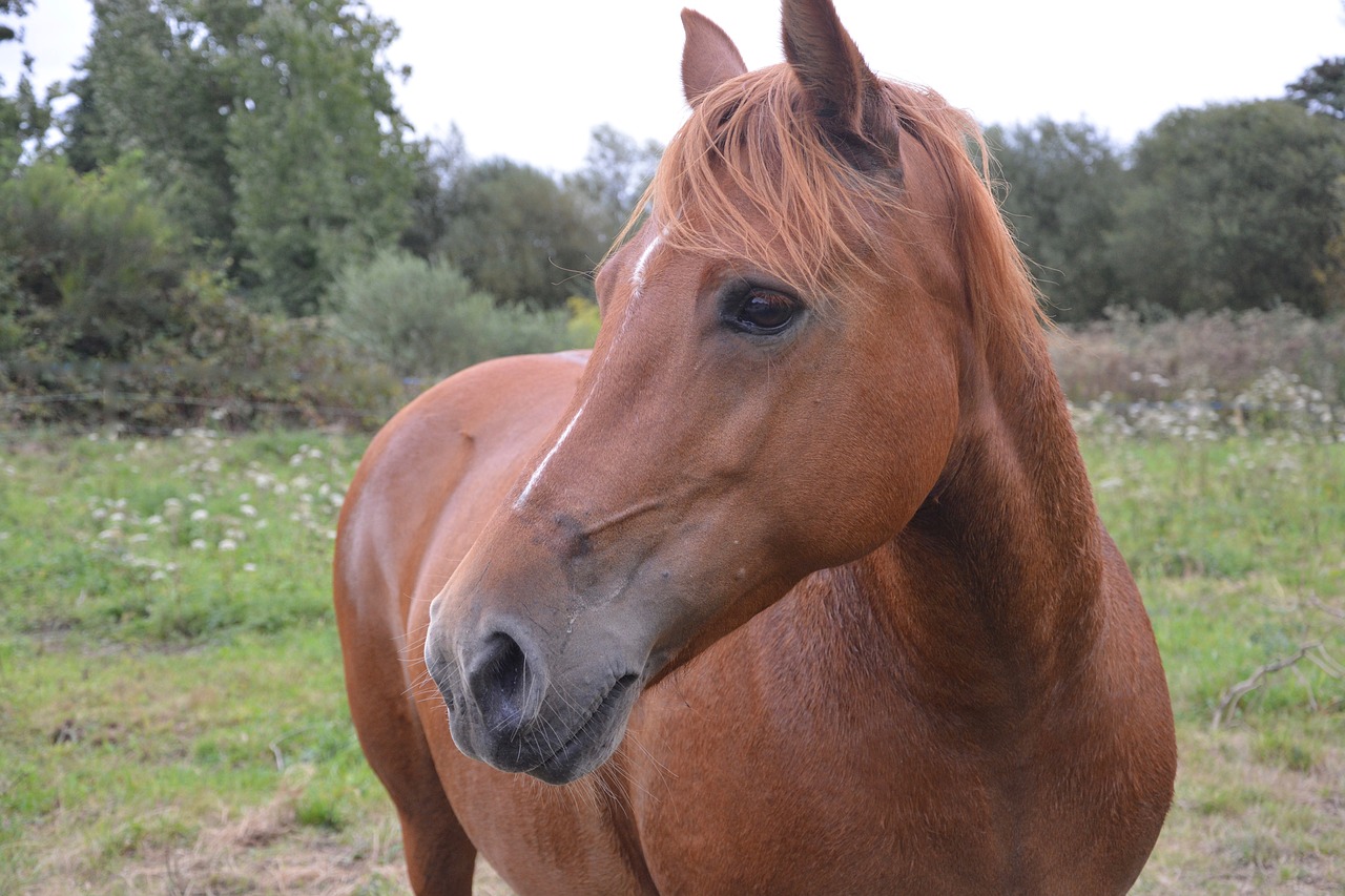 Arklys, Mare, Ruda, Jodinėjimas Arkliu, Gyvūnas, Portretas, Broodmare, Arkliai, Arkliai, Žiurkė