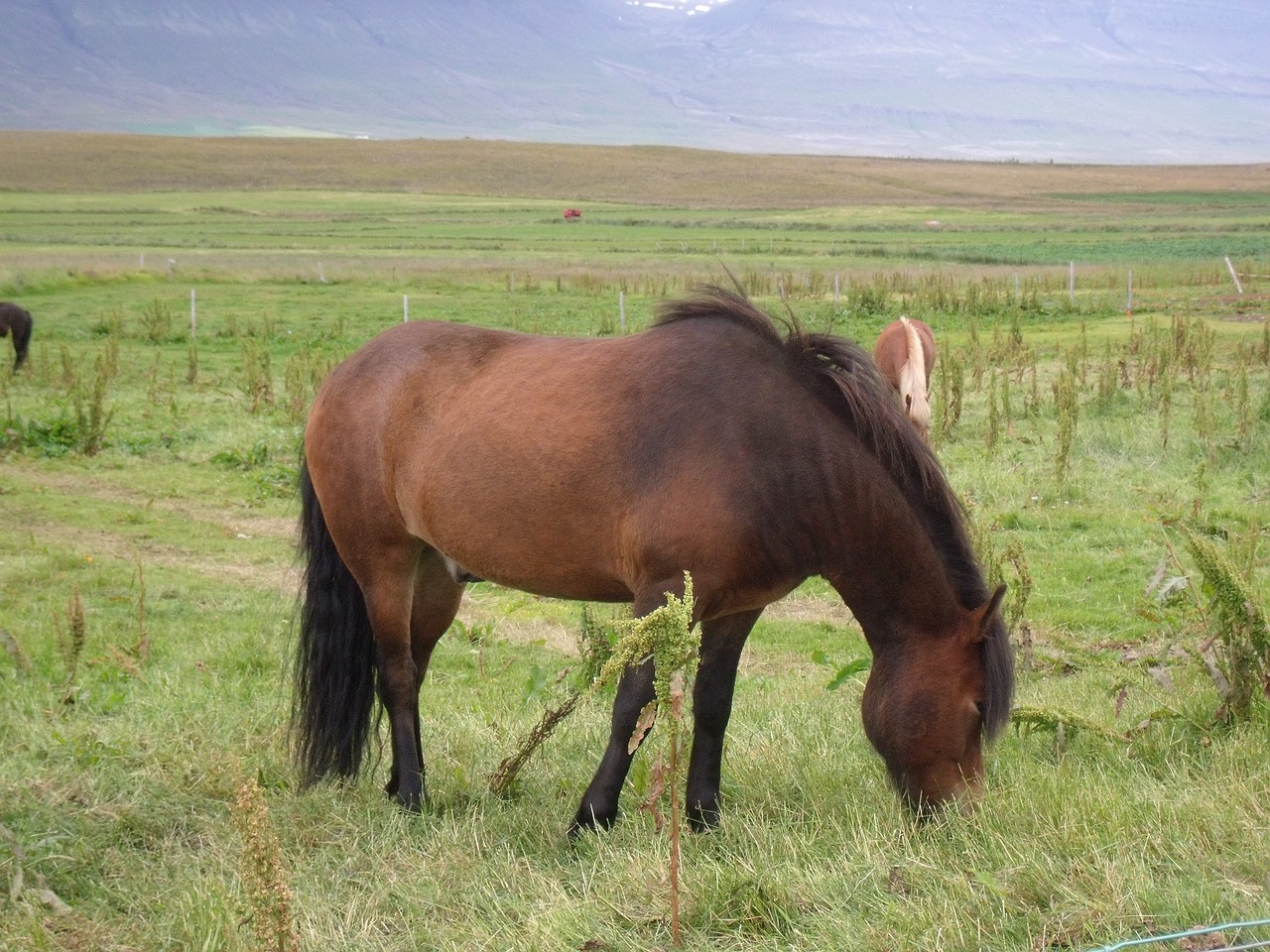 Arklys, Iceland, Gyvūnas, Nemokamos Nuotraukos,  Nemokama Licenzija