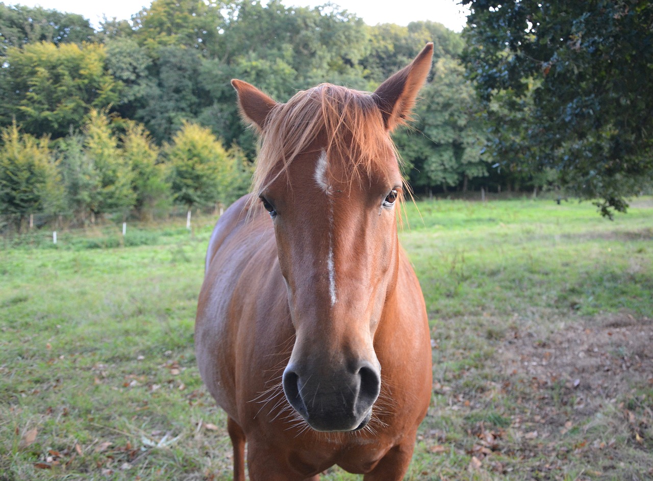 Arklys, Broodmare, Mare, Galva Portretas Gamtoje, Pre, Prairie, Veisliniai Arkliai, Žiurkė, Broodmare Arklys, Jodinėjimas Arkliu