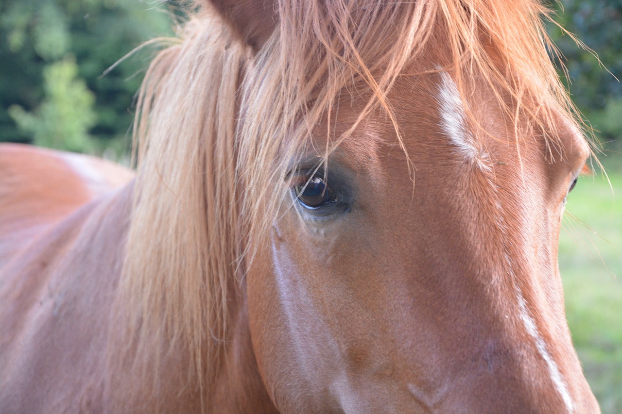 Arklys, Mare, Atrodo, Ruda, Portretas, Jodinėjimas Arkliu, Gyvūnas, Galva, Gamta, Broodmare