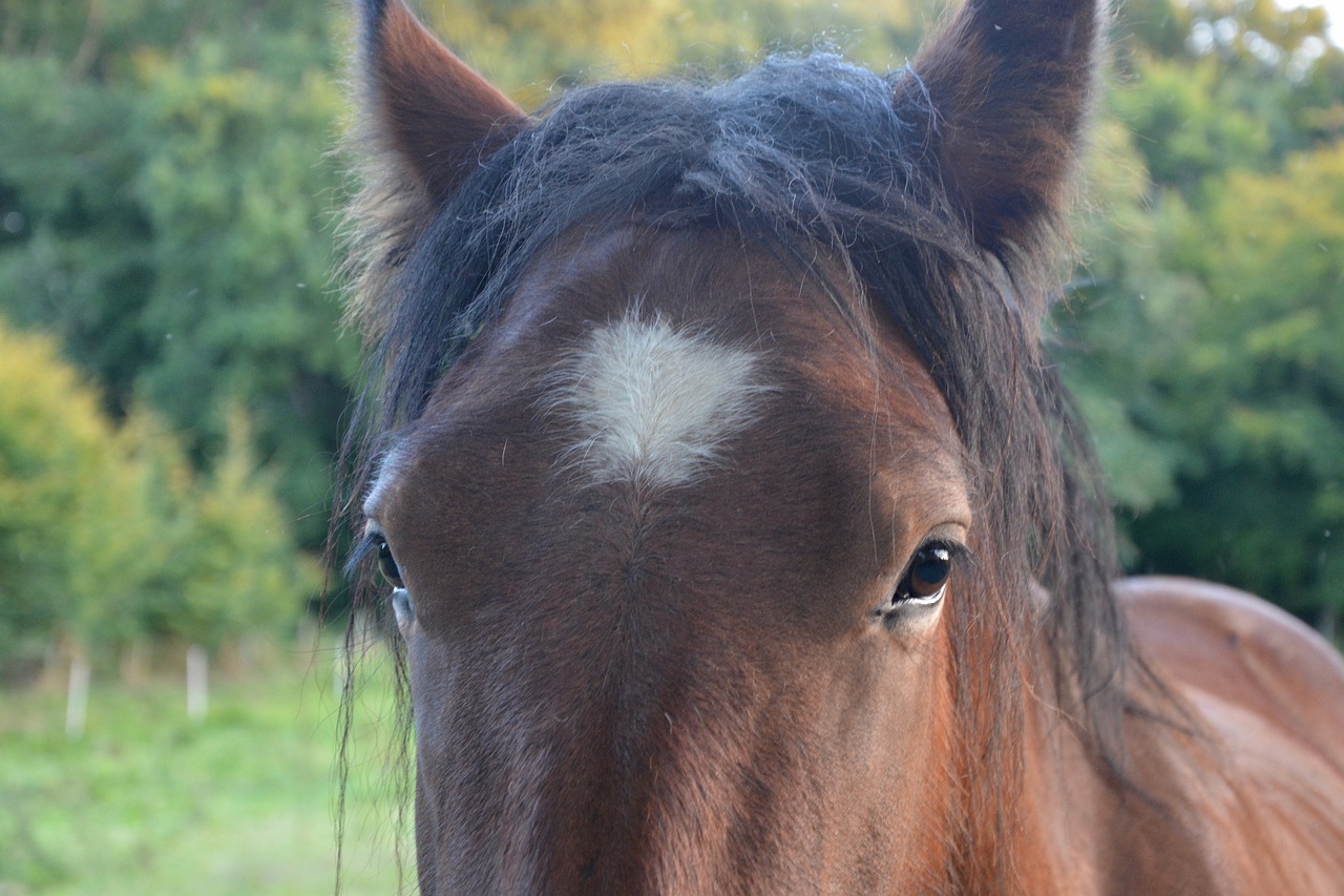 Horse ears. Голова лошади. Уши лошади. Взгляд лошади. Ушки для лошади.