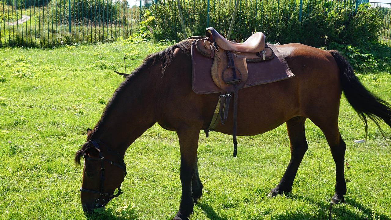 Arklys, Ponis, Gyvūnas, Ūkis, Žinduolis, Mielas, Gamta, Ranča, Naminis Gyvūnėlis, Laukiniai