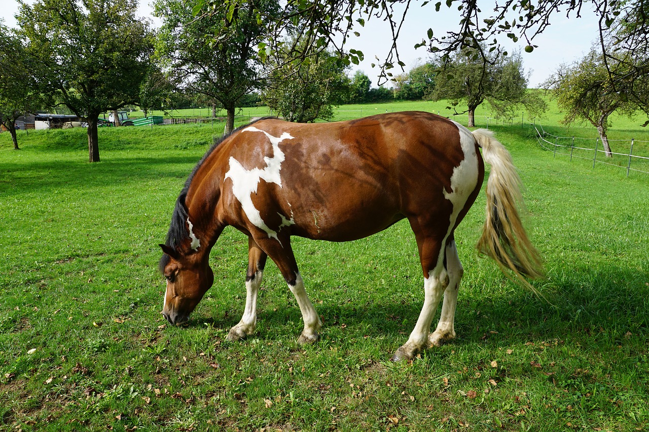 Arklys, Ganykla, Vasara, Pieva, Jungtis, Gamta, Arklio Galva, Ganyti, Paddock, Valgyti