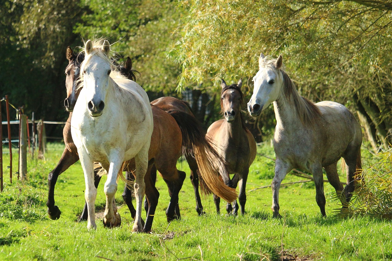 Arklys, Flock, Pelėsiai, Ganykla, Grynas Arabiškas, Paddock, Jungtis, Rudas Pelėsis, Baltas Žirgas, Arabai