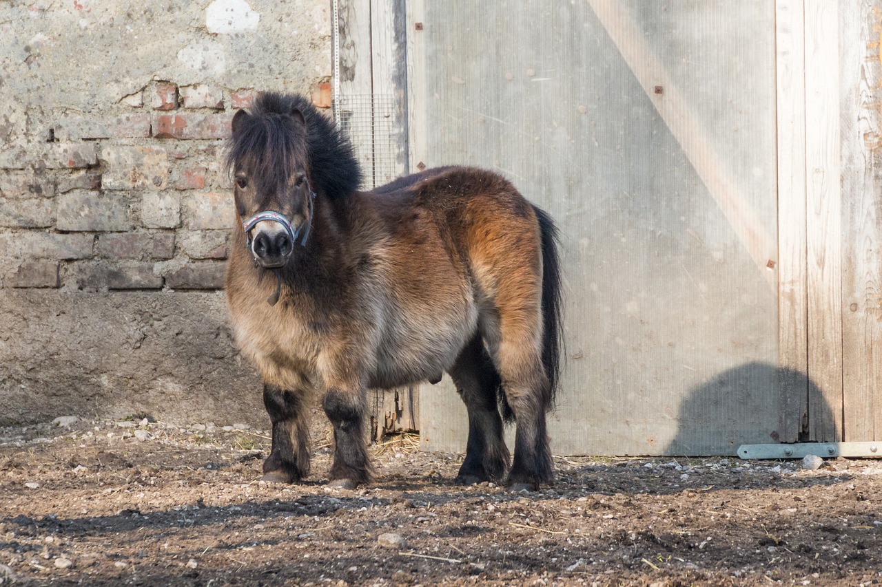 Arklys, Mažas Arklys, Ponis, Gyvūnas, Mielas, Žiurkė, Mažas, Ruda, Jūrų Pėstininkai, Važiuoti