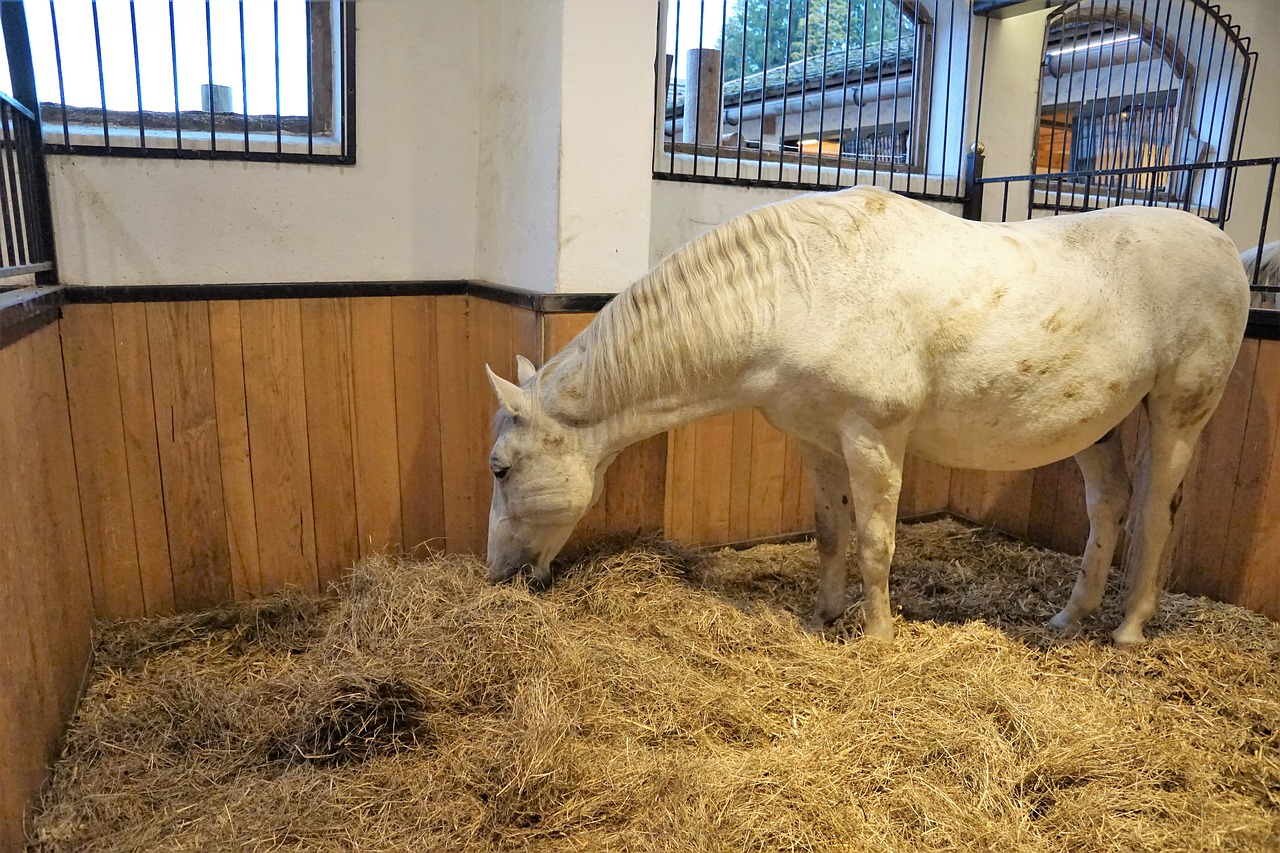 Arklys, Lipizzaner, Stud, Sodyba, Reiterhof, Reitstall, Arklio Veislė, Žinduolis, Grynas, Mielas