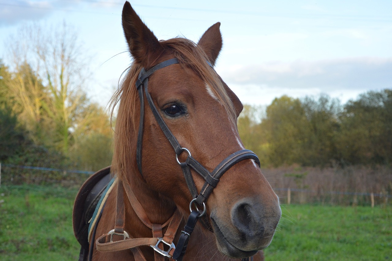 Arklys, Mare, Šoninė Trauka, Giraitė, Jodinėjimas Arkliu, Akių Ruda, Galva, Broodmare, Žiurkė, Arklių Spalva Ruda