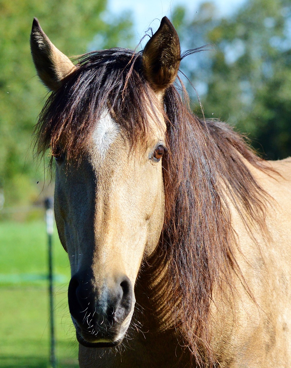 Arklys, Važiuoti, Reiter, Jodinėjimas, Jungtis, Gyvūnas, Galva, Reiterhof, Ruda, Pieva