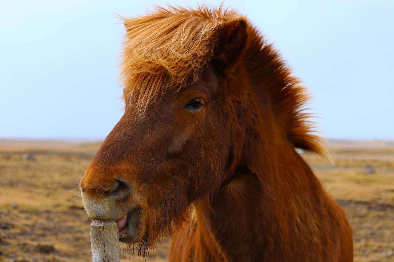 Arklys, Iceland, Butas, Žemė, Mėlynas Dangus, Gyvūnas, Ponis, Skandinaviškas, Skandinavija, Arkliai