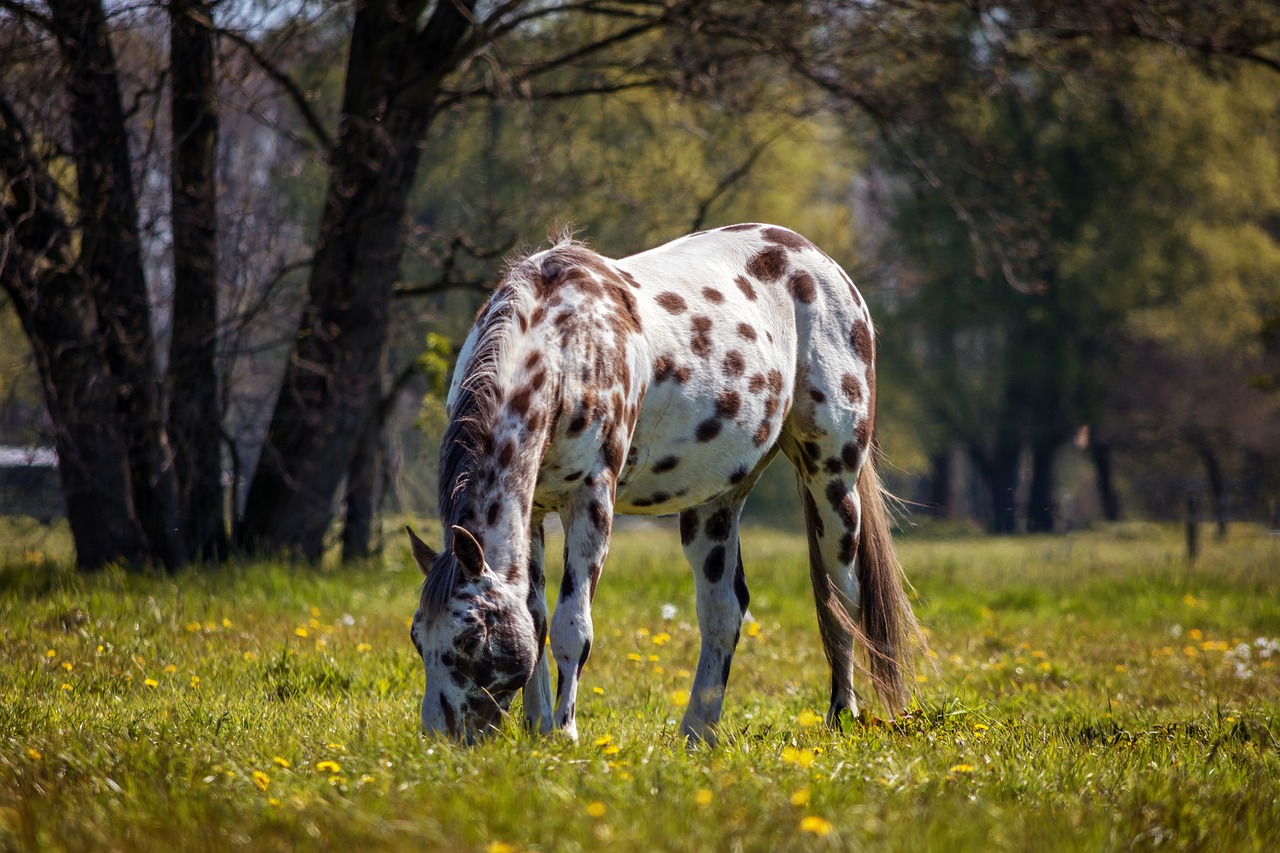 Arklys, Appaloosa, Gamta, Gyvūnas, Baltas Žirgas, Pieva, Paddock, Jungtis, Ganykla, Nemokamos Nuotraukos