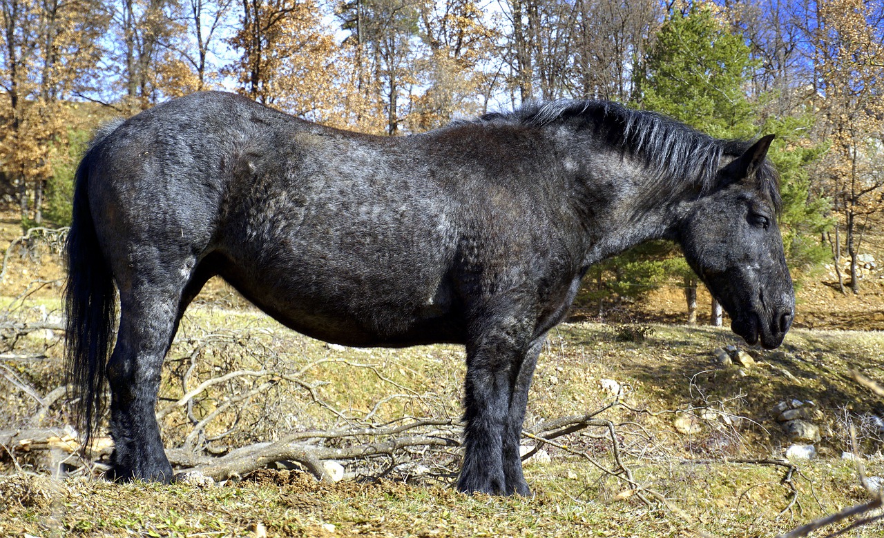 Arklys, Juoda, Galva, Arkliai, Žinduoliai, Animalia, Kavalerija, Veja, Gamta, Žolė