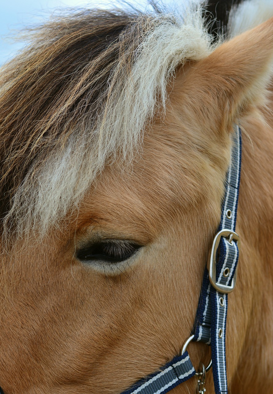 Arklys,  Norvegų Fjordas Arklys,  Arklio Galva,  Ganykla,  Ponis,  Fjordas Arklys,  Kankinti,  Kalnas,  Jungtis,  Gyvūnas