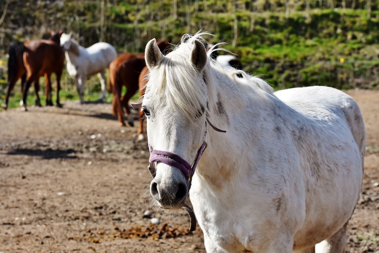 Arklys,  Arklio Galva,  Pelėsiai,  Reiterhof,  Stalas,  Baltas Žirgas,  Eržilas,  Paddock,  Važiuoti,  Gyvūnas