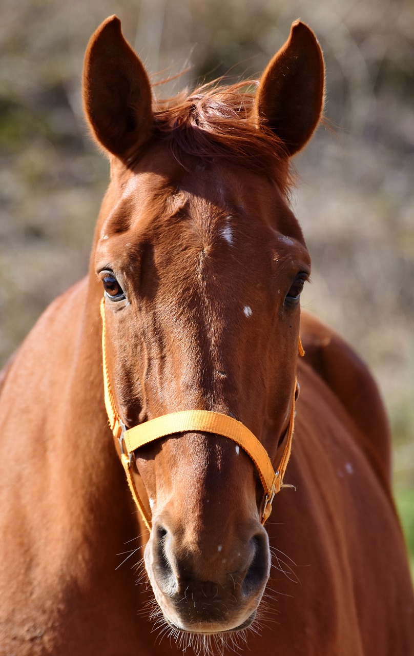 Arklys,  Arklio Galva,  Pelėsiai,  Reiterhof,  Stalas,  Baltas Žirgas,  Eržilas,  Paddock,  Važiuoti,  Gyvūnas