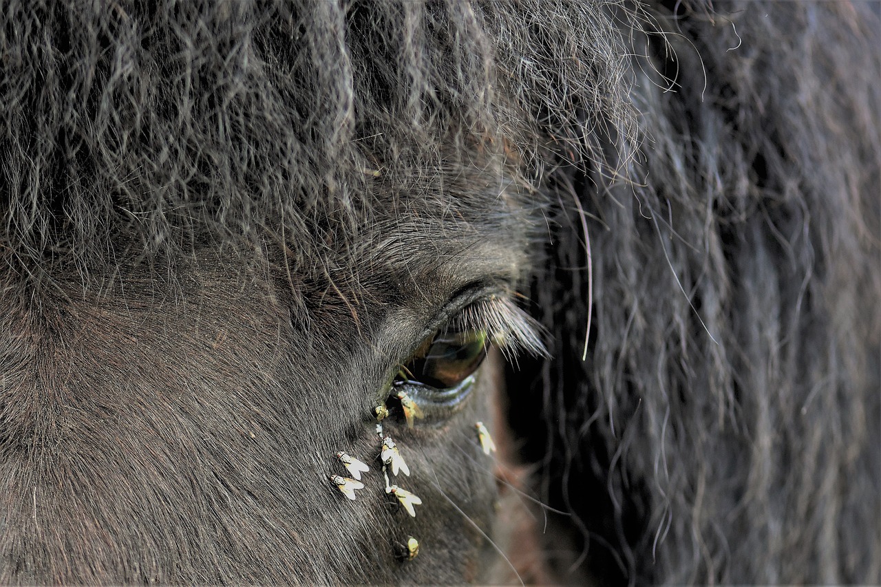 Arklys,  Pony,  Gyvūnas,  Žinduolis,  Gyvūnijos Pasaulyje,  Kailiai,  Portretas,  Gyvūnų Akys,  Arkliai Akių,  Akys