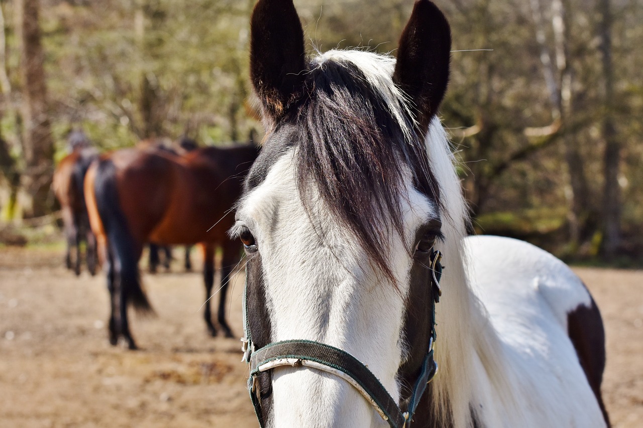 Arklys,  Arklys Galva,  Pelėsiai,  Reiterhof,  Vilkinti,  Baltas Žirgas,  Eržilas,  Paddock,  Važiuoti,  Gyvūnas