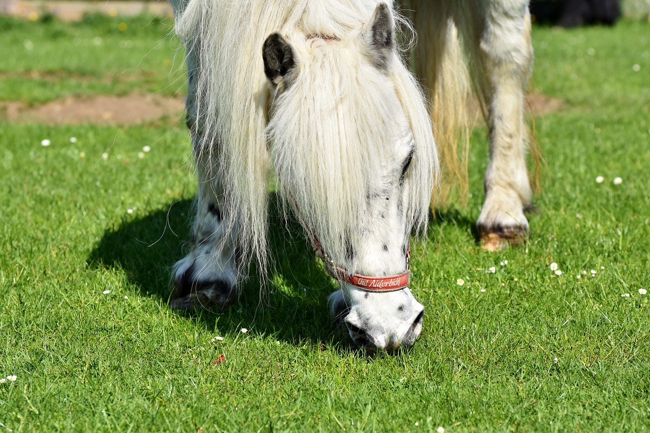 Arklys,  Pony,  Karčiai,  Pilka,  Mažas Arklys Veislė,  Adatžuvės,  Mielas,  Gyvūnas,  Mažas Arklys,  Ganykla