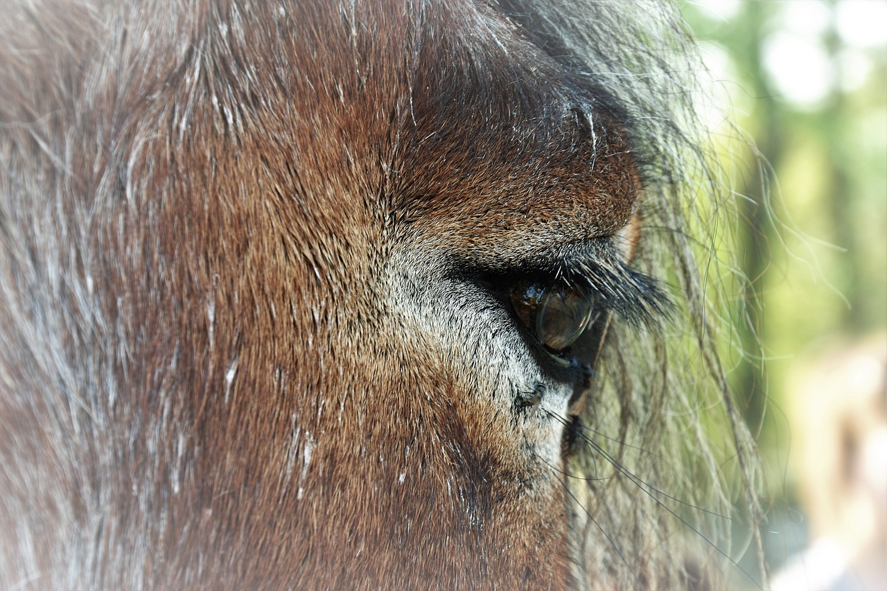 Arklys,  Akių,  Gyvūnas,  Blakstienos,  Mėnuliai,  Akiduobė,  Paardenoog,  Gyvūnai,  Rudi,  Blakstiena