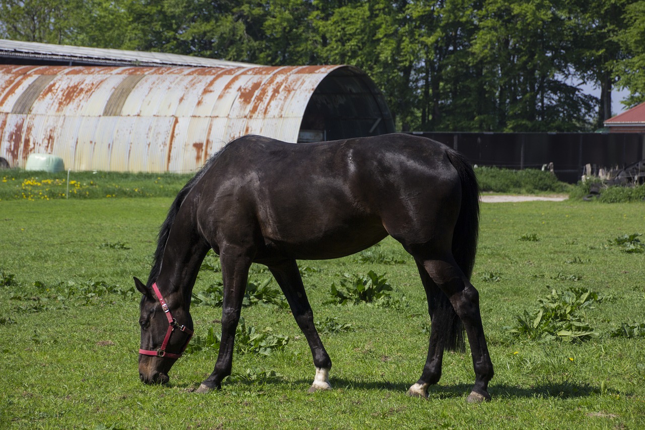 Arklys,  Gyvūnas,  Draugystė,  Pobūdį,  Reiterhof,  Rudi,  Ganyklos,  Mova, Nemokamos Nuotraukos,  Nemokama Licenzija