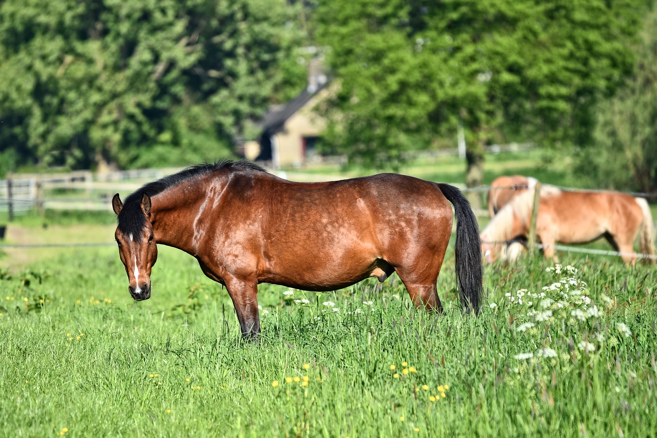 Arklys,  Gyvūnas,  Žinduolis,  Arklių,  Keršas,  Vidaus,  Rudi Arklys,  Karčiai,  Jojimo Arkliu,  Nuolatinis