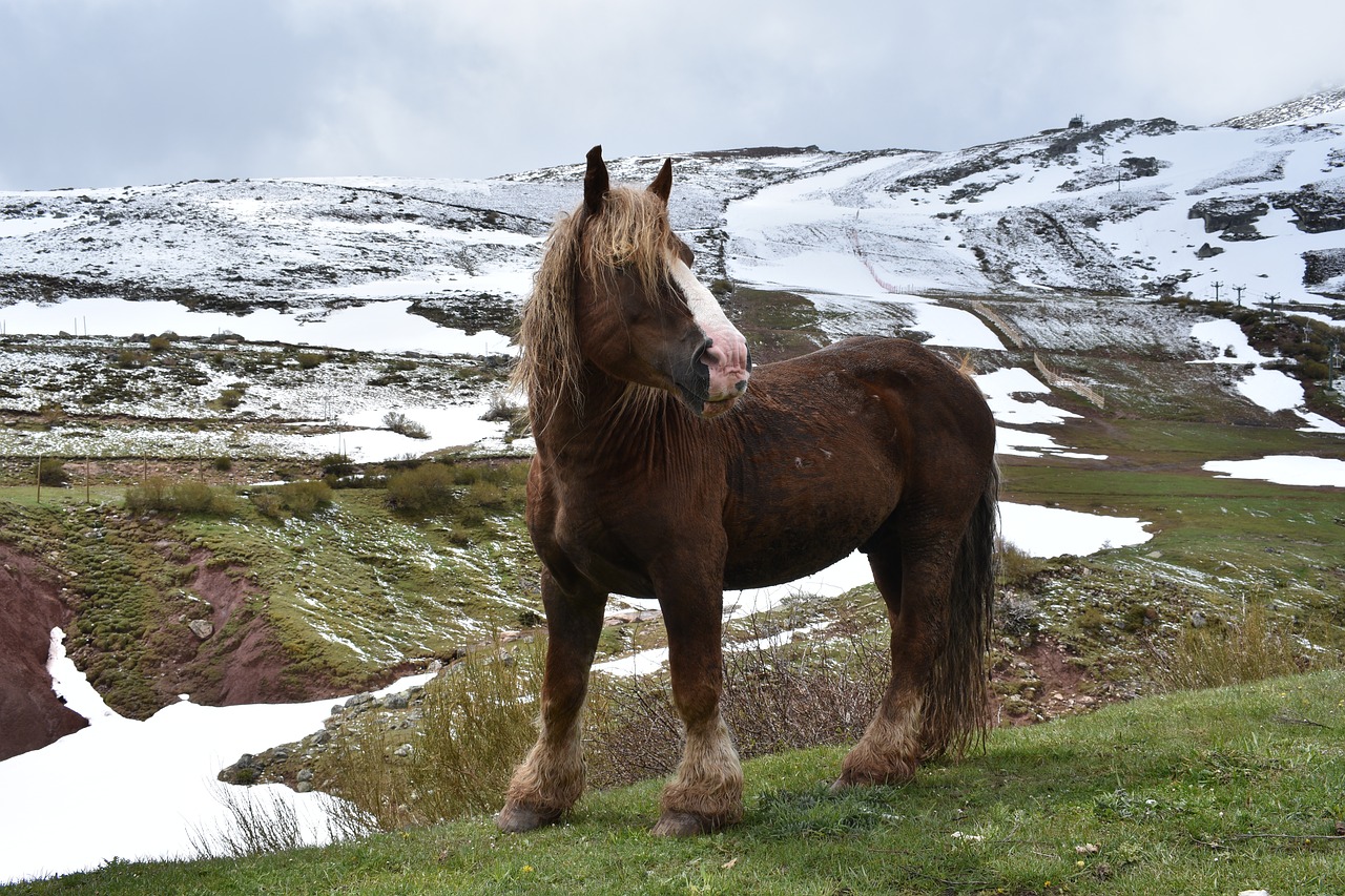 Arklys,  Sniegas,  Pobūdį,  Alto Campoo, Nemokamos Nuotraukos,  Nemokama Licenzija