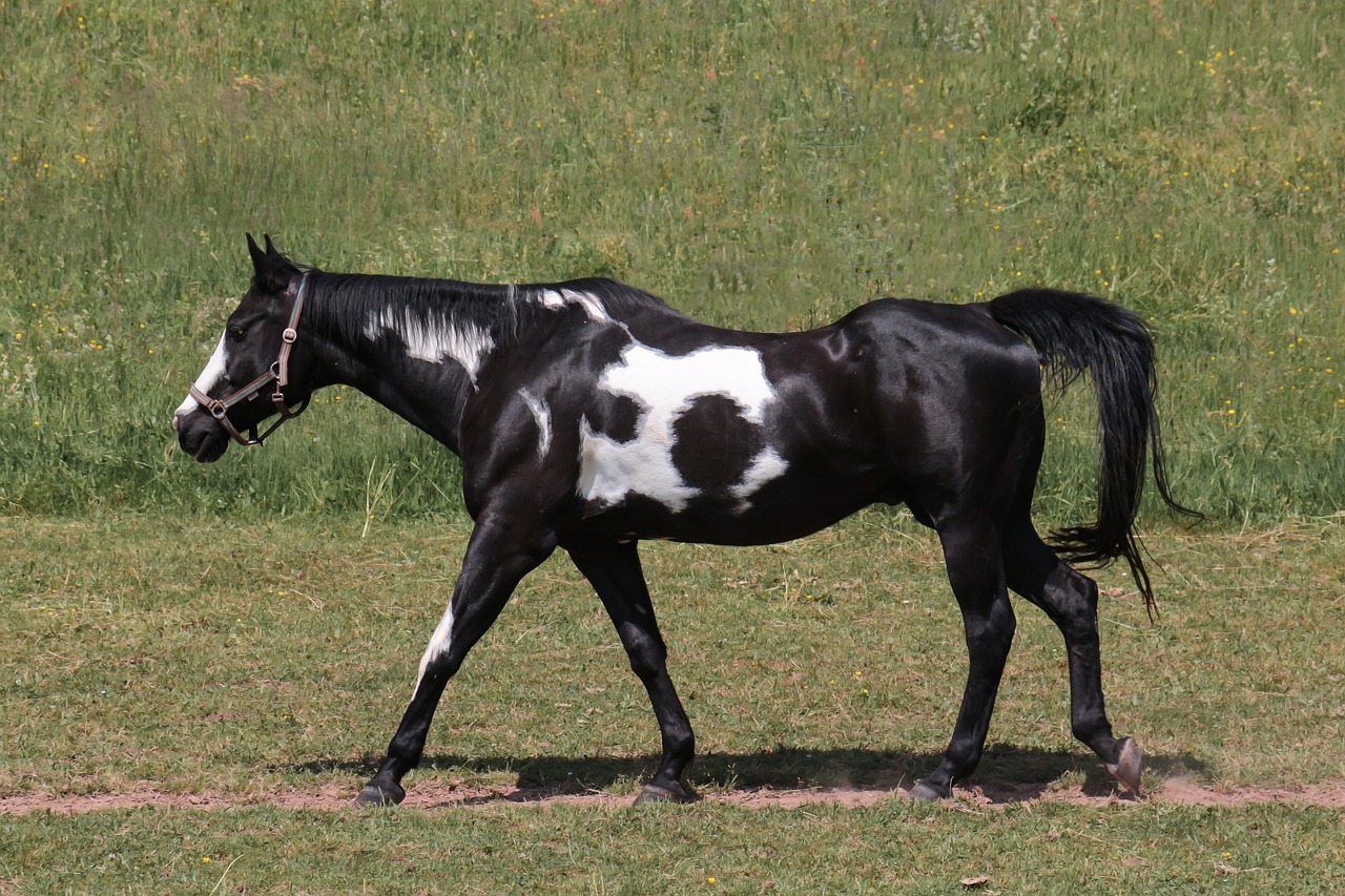 Arklys,  Gyvūnų,  Gyvūnijos Pasaulyje,  Pferdeportrait,  Meadow,  Įtaiso,  Paddock,  Reiterhof, Nemokamos Nuotraukos,  Nemokama Licenzija