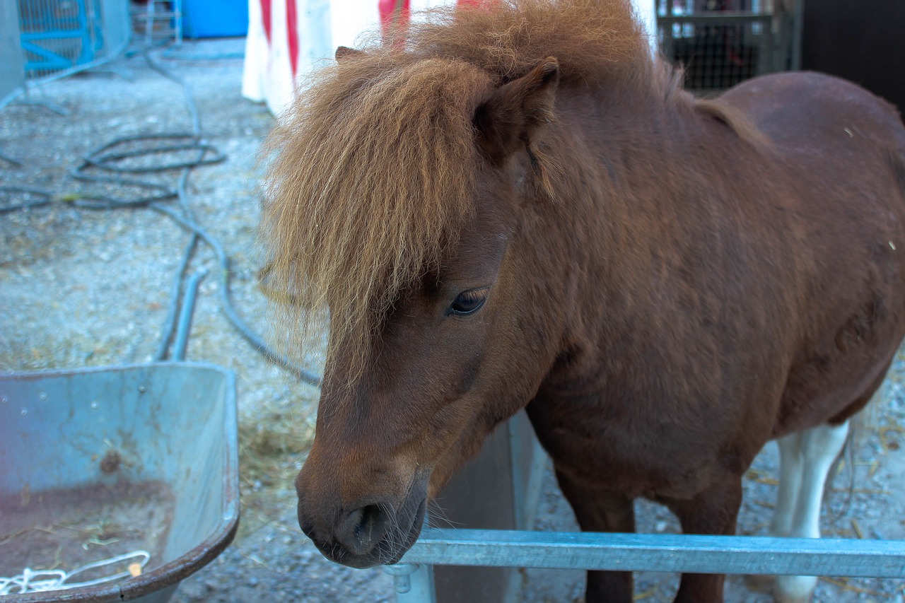 Arklys,  Pony,  Rudi,  Gyvūnas,  Cirkas,  Rudi Arklys,  Arklys Galva,  Kailiai,  Pferdeportrait,  Akys