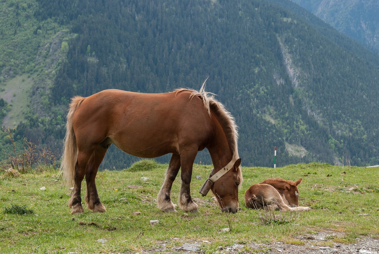 Arklys,  Žolė,  Pobūdį,  Prerijų,  Prado,  Žalias,  Pirėnai,  Aukštos Kalnų,  Colt,  Žinduoliai