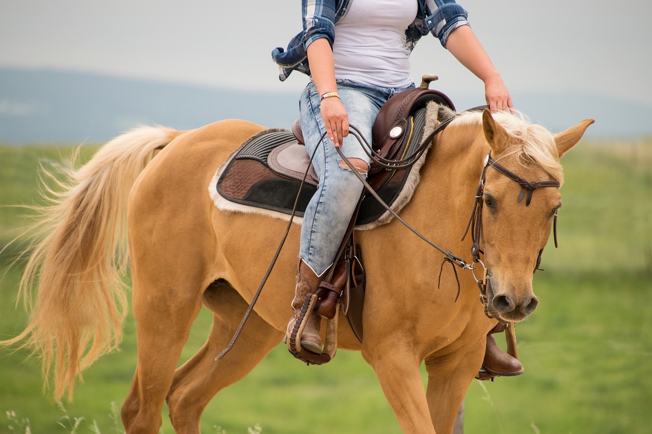 Arklys,  Vakarų,  Palomino,  Arabai,  Balnas,  Vadelės,  Reiter,  Cowgirl,  Gyvūnas,  Žmogus