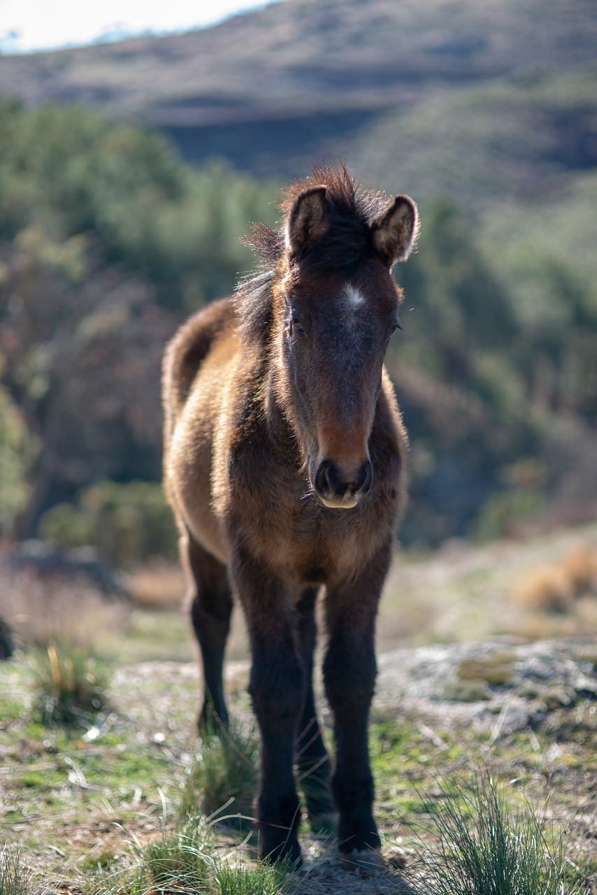 Arklys,  Gyvūnas,  Baltas Žirgas,  Pobūdį,  Laukas,  Colts, Nemokamos Nuotraukos,  Nemokama Licenzija