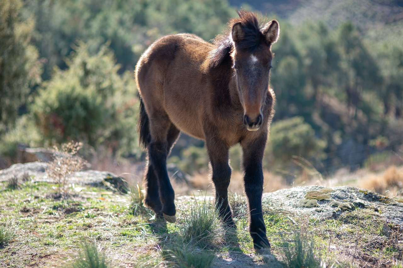 Arklys,  Gyvūnas,  Baltas Žirgas,  Pobūdį,  Laukas,  Colts, Nemokamos Nuotraukos,  Nemokama Licenzija